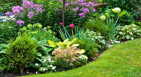 Plantes d'extérieur