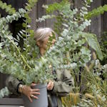 Plantes