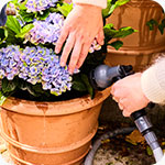 Jardinage