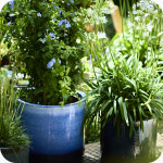 Plantes