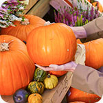 Citrouilles et plantes