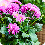 Plantes