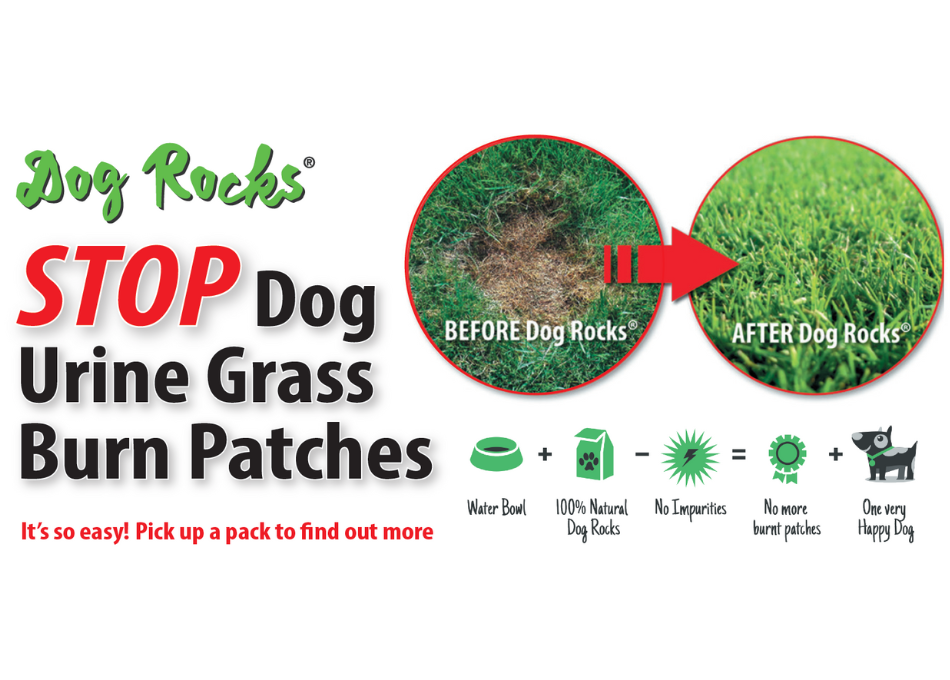 Dog Rocks