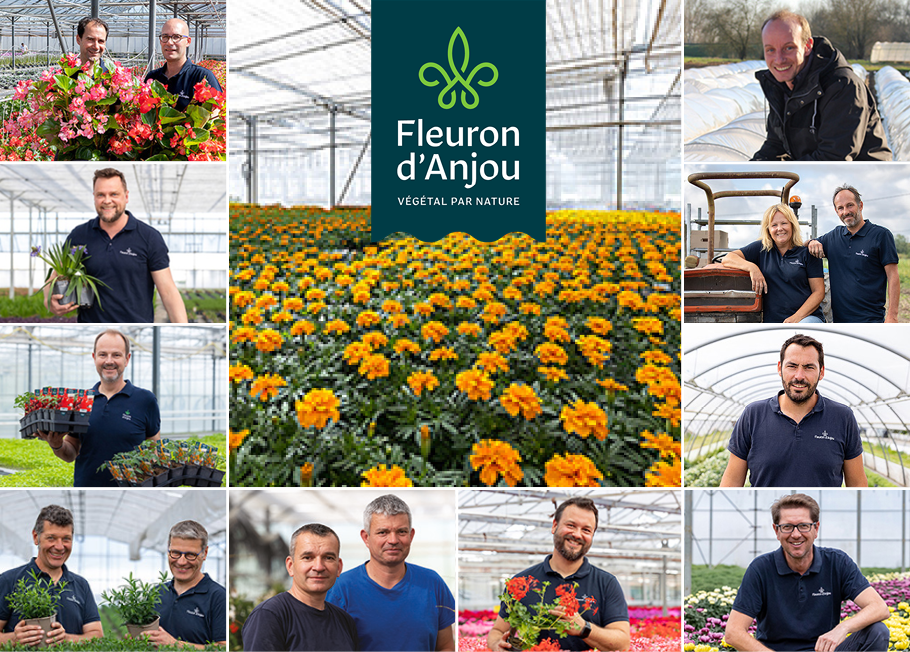 Fleuron D Anjou