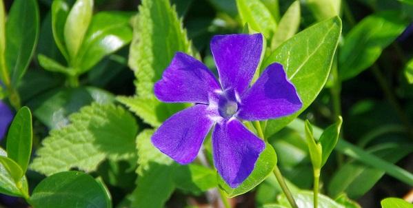 Arborix, plus vert - moins cher