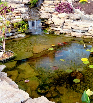 Quels poissons mettre dans un bassin de jardin ?