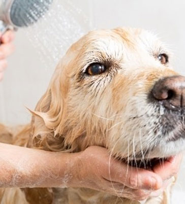 CO-Z 50 Station de Toilettage pour Chiens - France